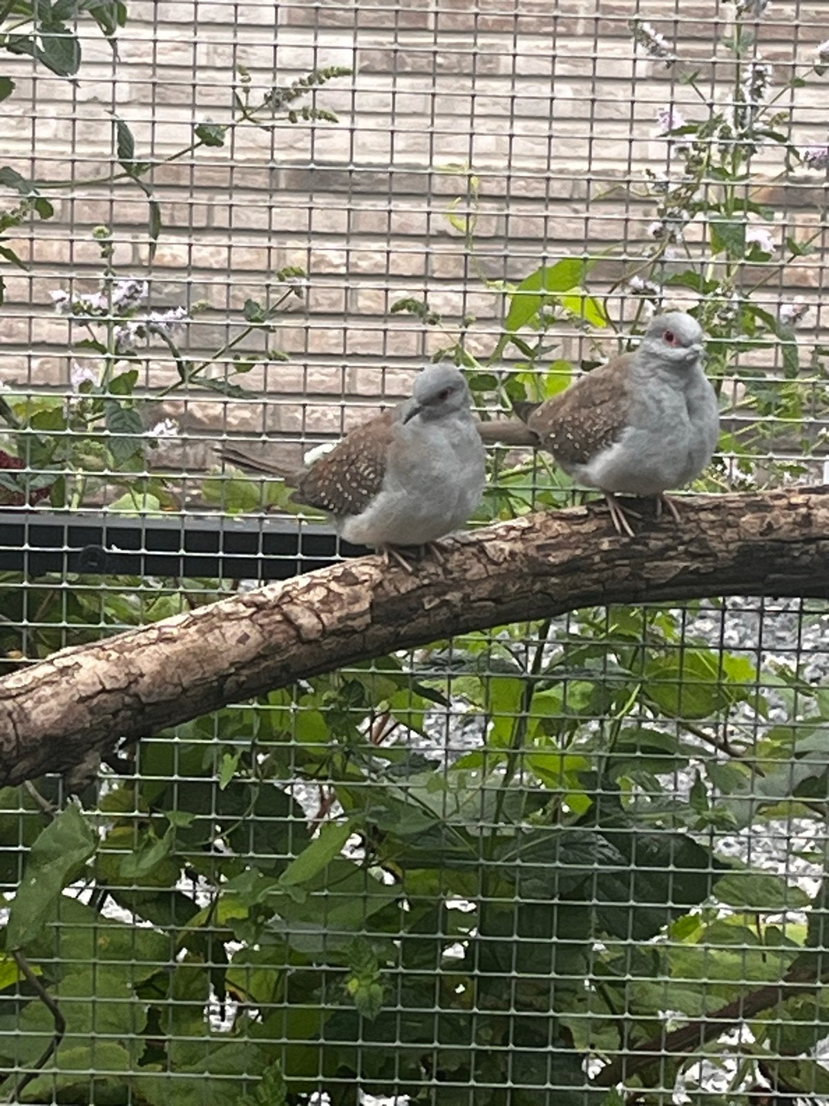 Diamantduif, wildkleur, Meerdere dieren, Geringd