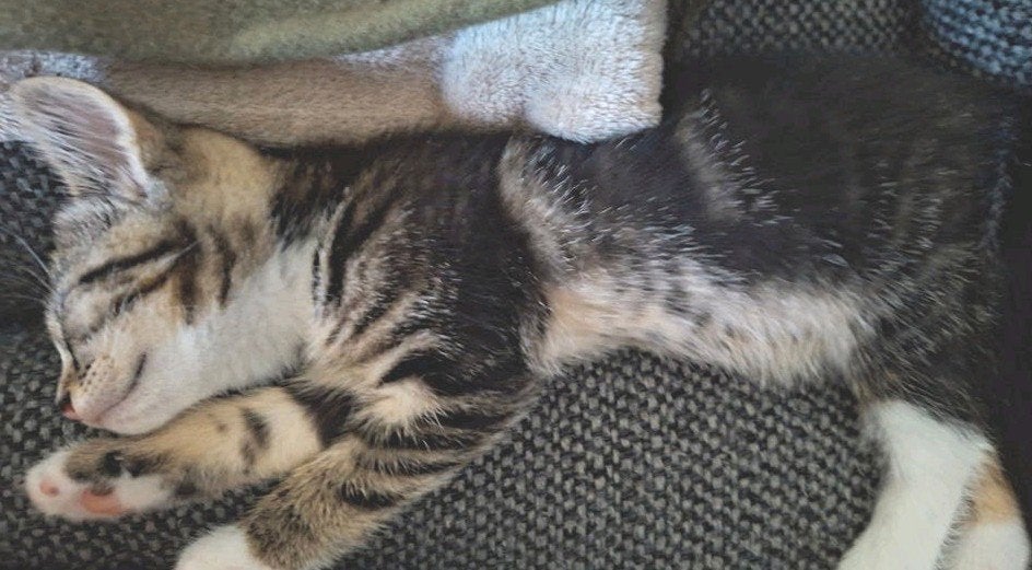 kittens mogen per direct weg, Meerdere dieren, Kortharig, 0 tot 2 jaar