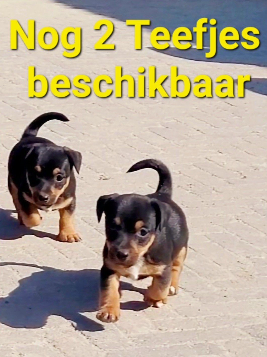 Black & Tan Jack Russell / Russel pups, Jack Russell Terriër, 8 tot 15 weken, Teef, Meerdere