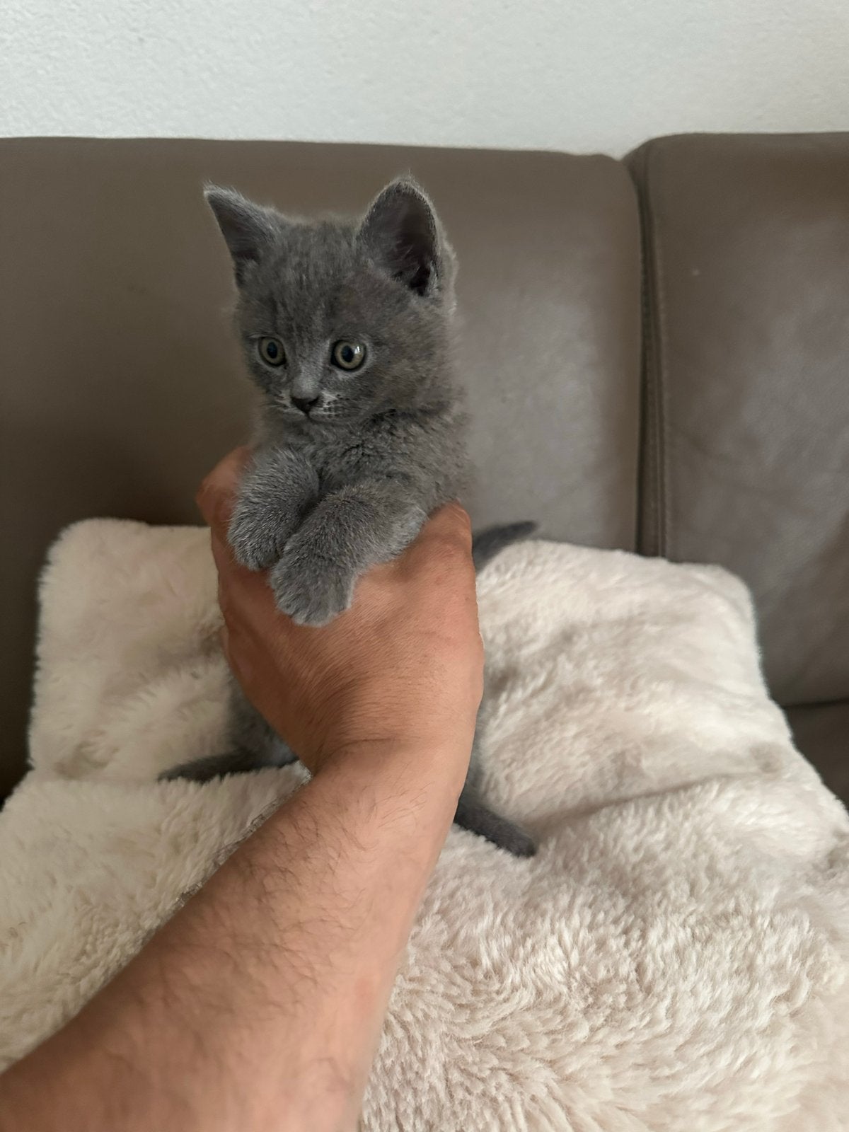Britse Korthaar Blue kater kitten – ontwormd en zindelijk, Kater, Ontwormd