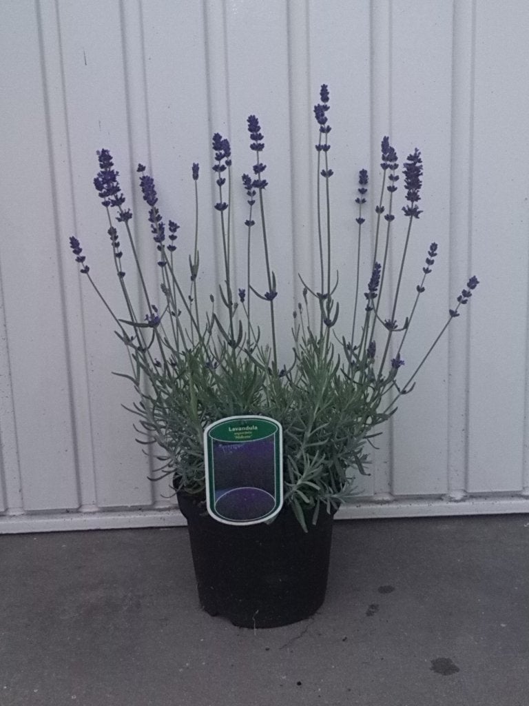 lavendel/lavendula, Vaste plant, Halfschaduw, Zomer, Ophalen