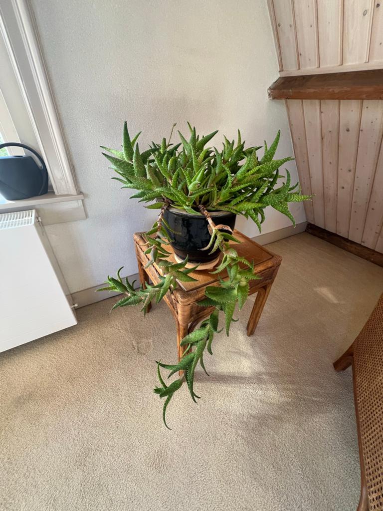 Rohe. 3 Vintage rotan bijzettafels met houten blad, Ophalen, Minder dan 45 cm, Minder dan 55 cm, Gebruikt