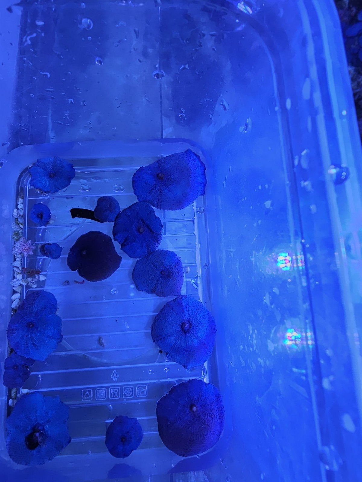 blauw paarse oortjrs, Dieren en Toebehoren