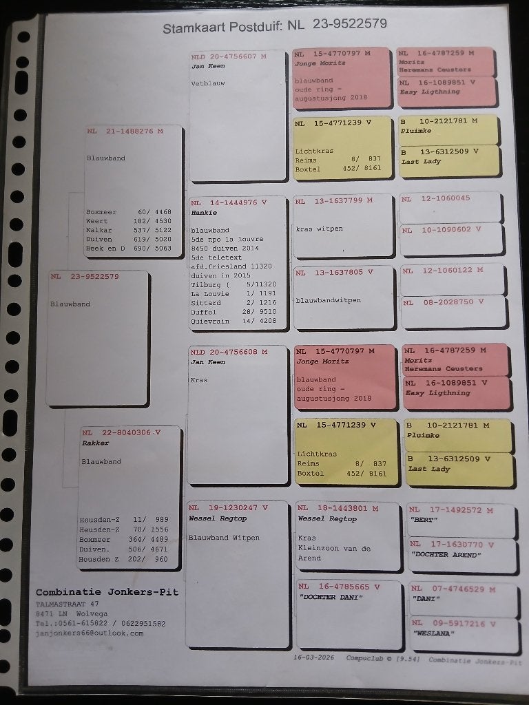 3x jonker/pit duiven, Meerdere dieren, Postduif