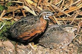 Te koop diverse jonge Harlekijn Kwartels uit buitenvoliere, Meerdere dieren, Tropenvogel, Geringd