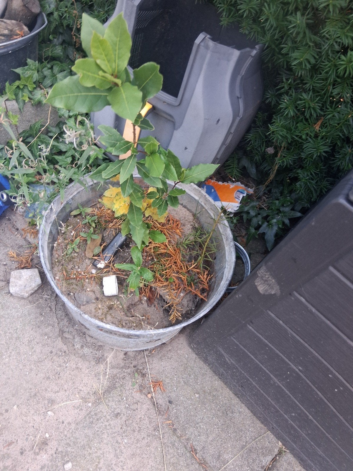 Laurier struikje - Vers en aromatisch, Ophalen of Verzenden