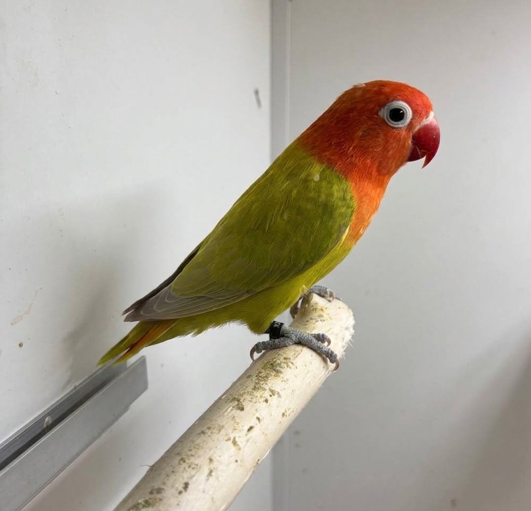 Agapornis fischeri dilute opaline pop, Vrouwelijk, Dwergpapegaai of Agapornis, Geringd