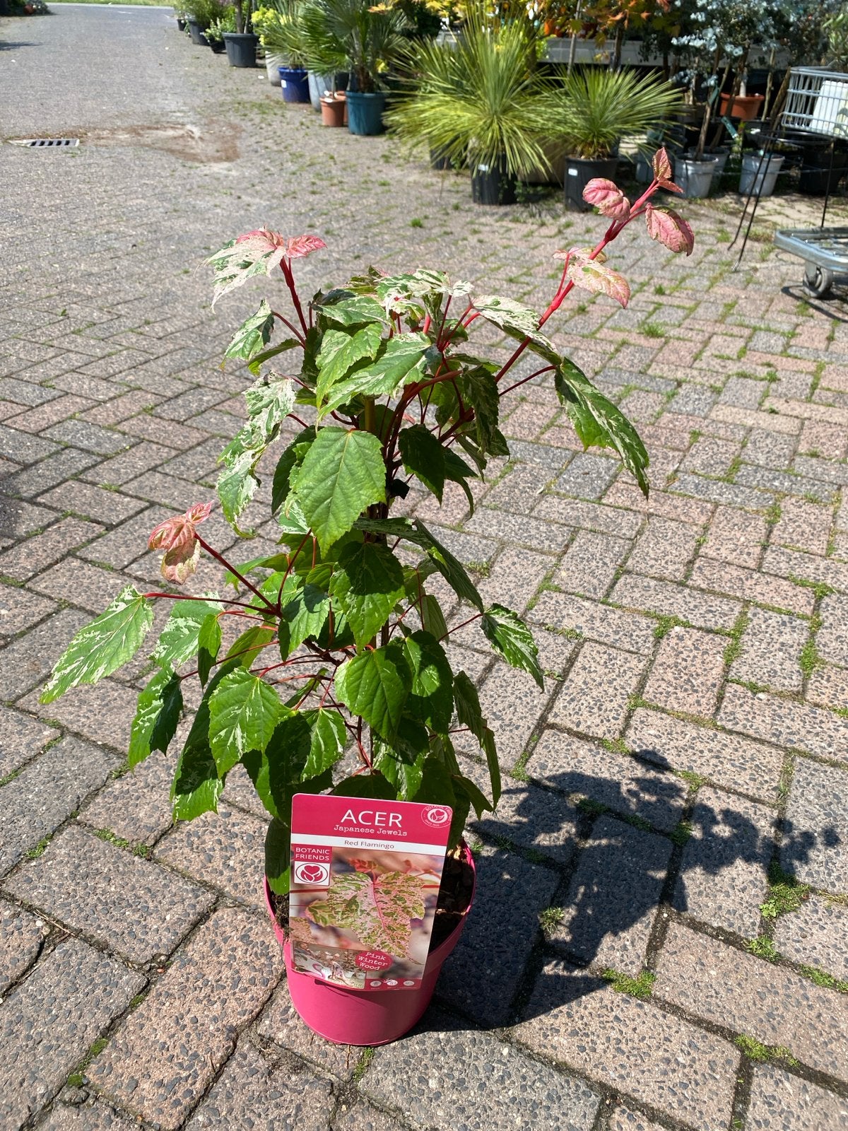 Acer Japanese Jewels 'Red Flamingo' - Japanse Esdoorn, Ophalen, Esdoorn, Struik, Minder dan 100 cm