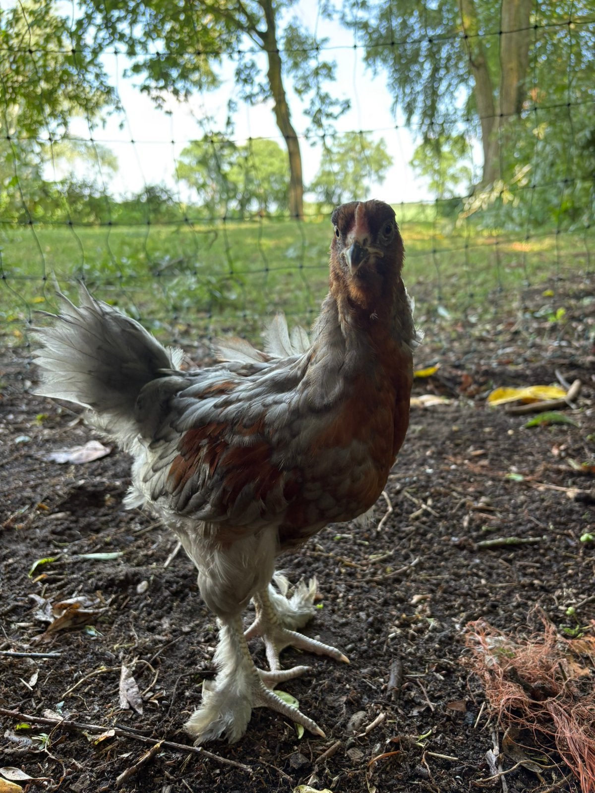 Marans haan, Dieren en Toebehoren, Pluimvee, Mannelijk, Kip