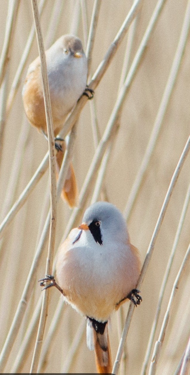 baardman, Meerdere dieren, Wildzangvogel