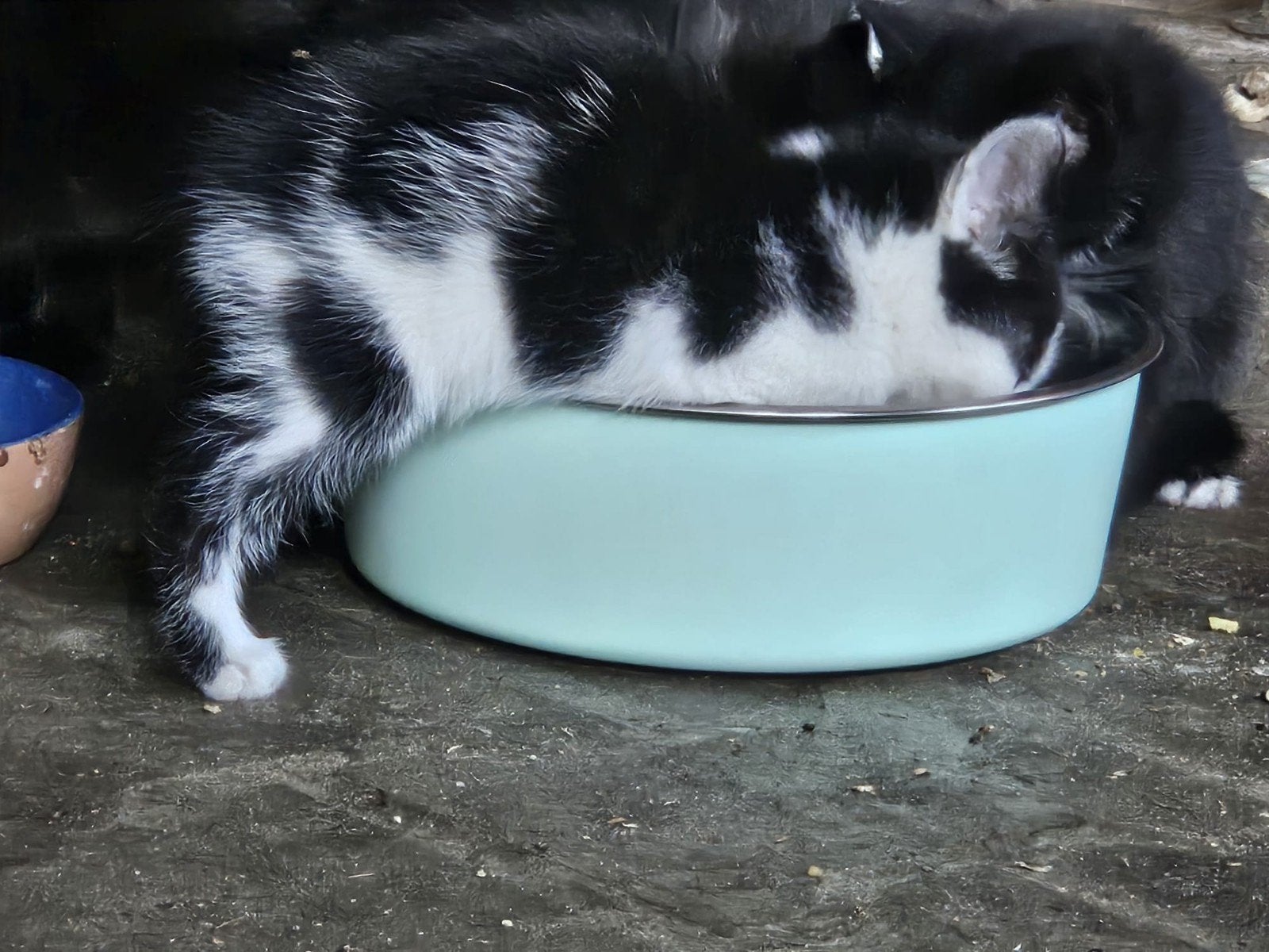 Gratis kitten, Dieren en Toebehoren, Ophalen