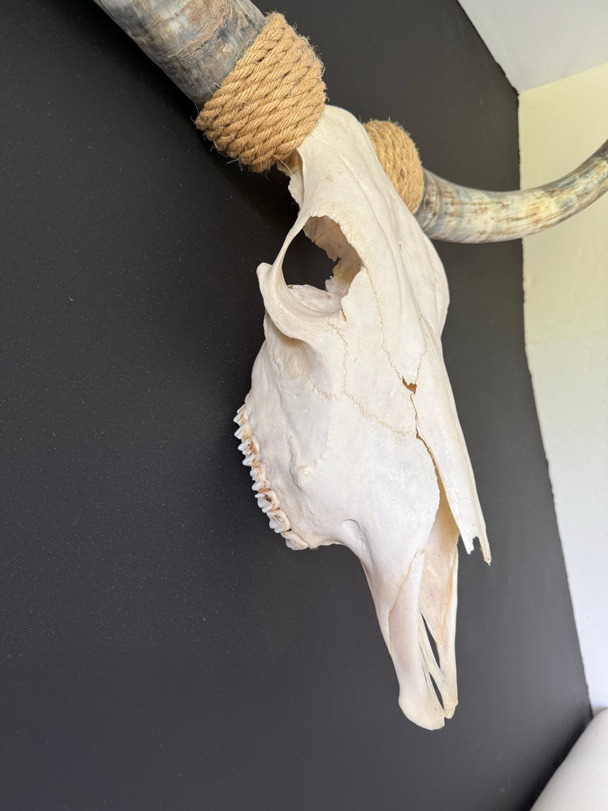 Decoratieve Texas Longhorn schedel, Ophalen, Gebruikt, Beige, Landelijk