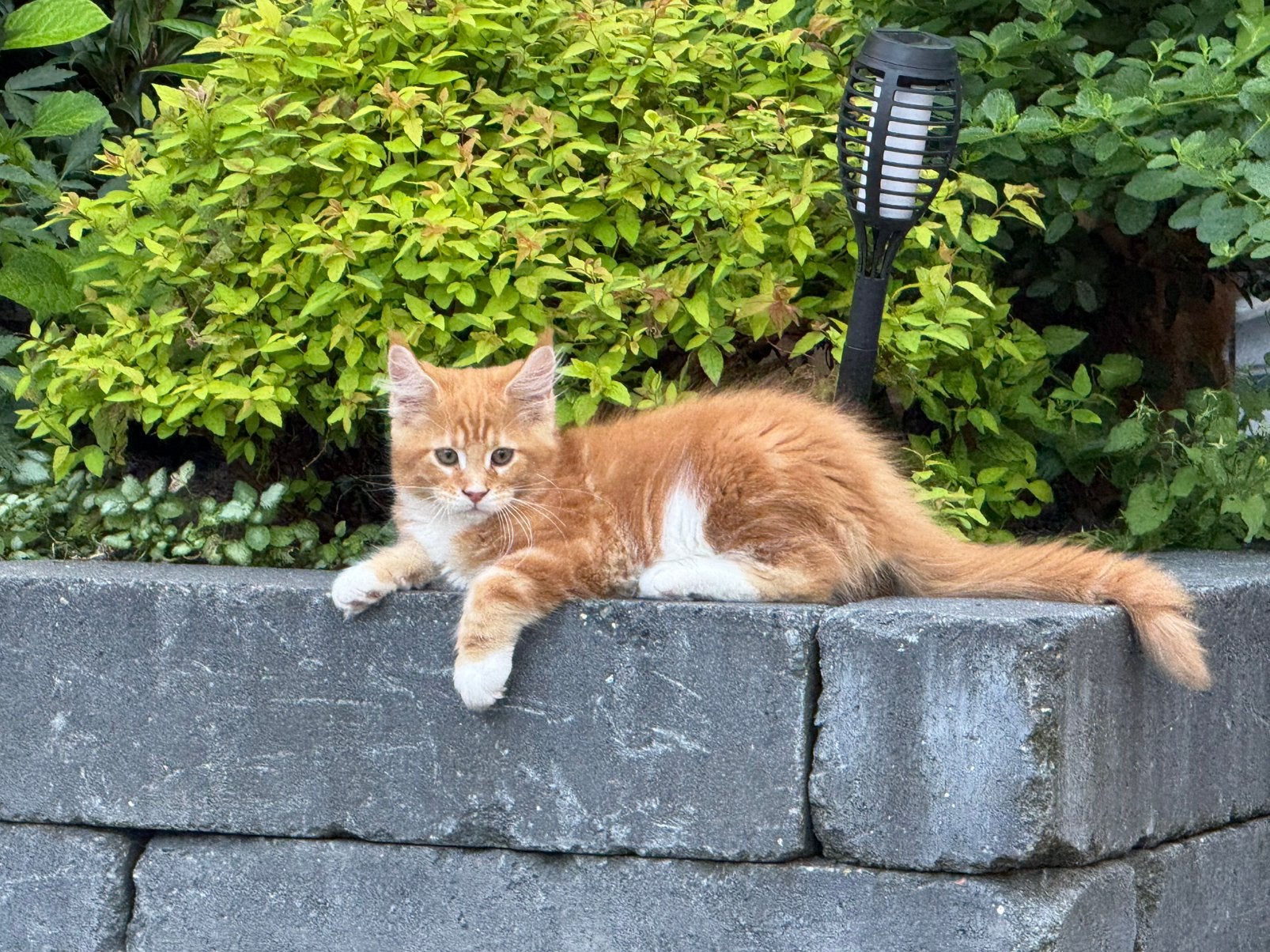 Maine Coon kitten met stamboom, Dieren en Toebehoren, Katten en Kittens | Overige Katten, Meerdere dieren