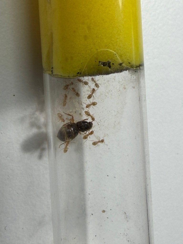 Lasius flavus mierenkolonie - gele weidemier, Dieren en Toebehoren, Mieren