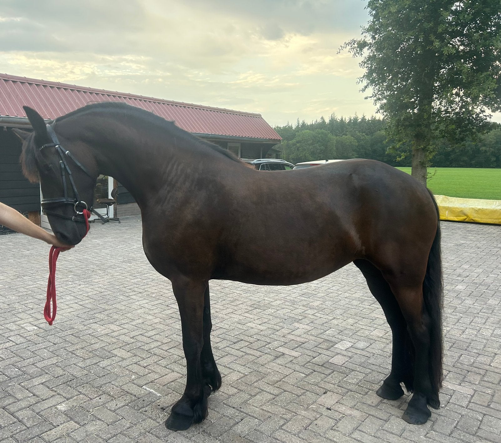 Friese merrie tekoop, Dieren en Toebehoren, Paarden, Merrie, Dressuurpaard, Zadelmak, 3 tot 6 jaar