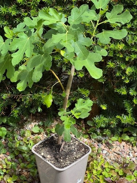 Bio gekweekte bewortelde stek van Brown Turkey-vijg in pot, Tuin en Terras, Planten | Tuinplanten, Ophalen, Vaste plant, Overige soorten