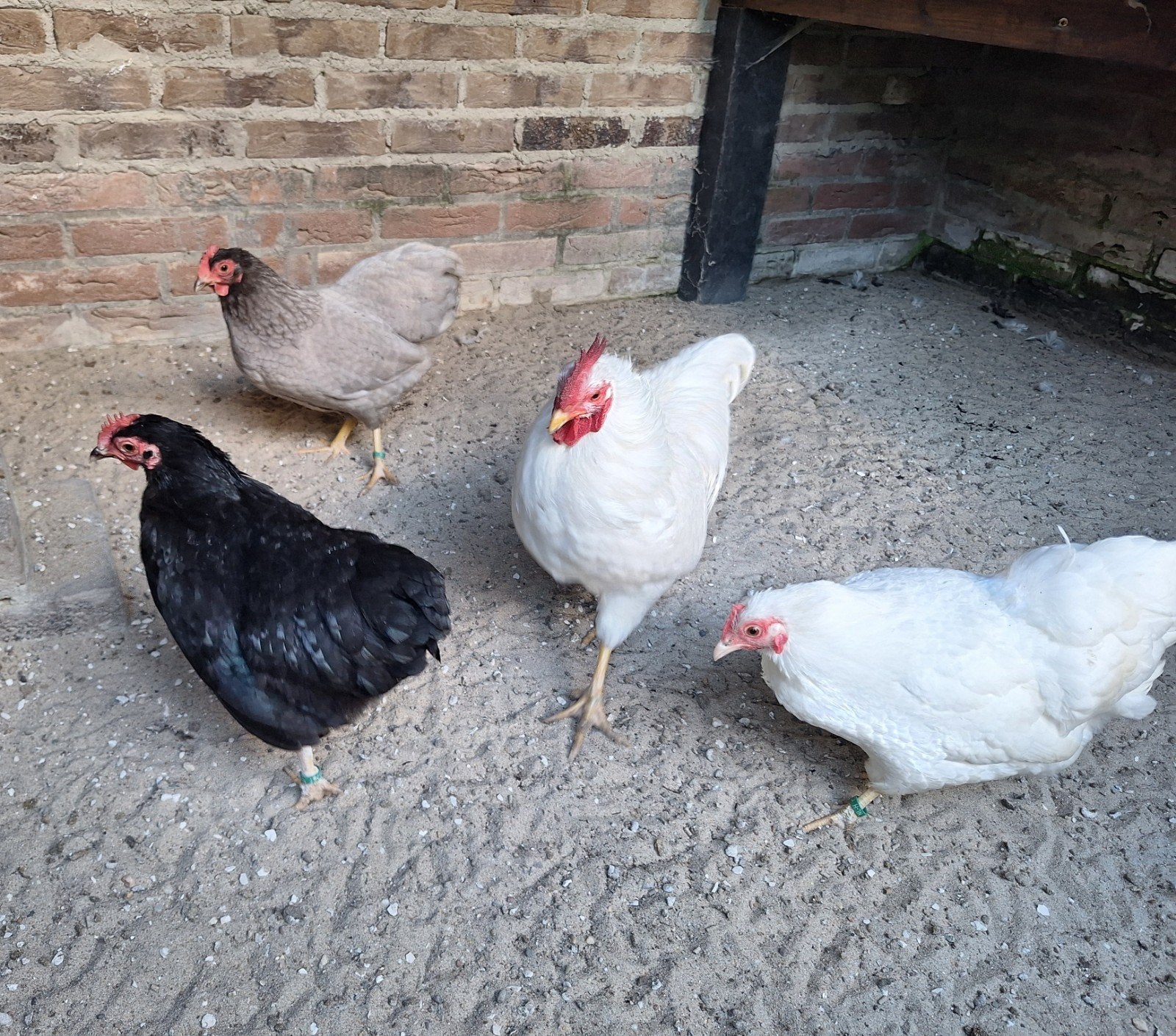 Prachtige Plymouth Rock kippen, Meerdere dieren, Kip