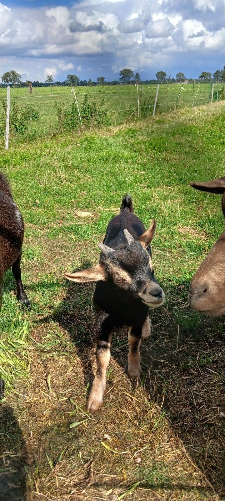 dwerggeit bokje, Dieren en Toebehoren, Mannelijk, Geit