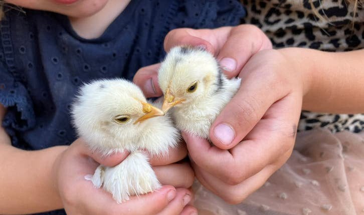 Cochin kriel kuikens, Dieren en Toebehoren, Pluimvee, Geslacht onbekend, Kip