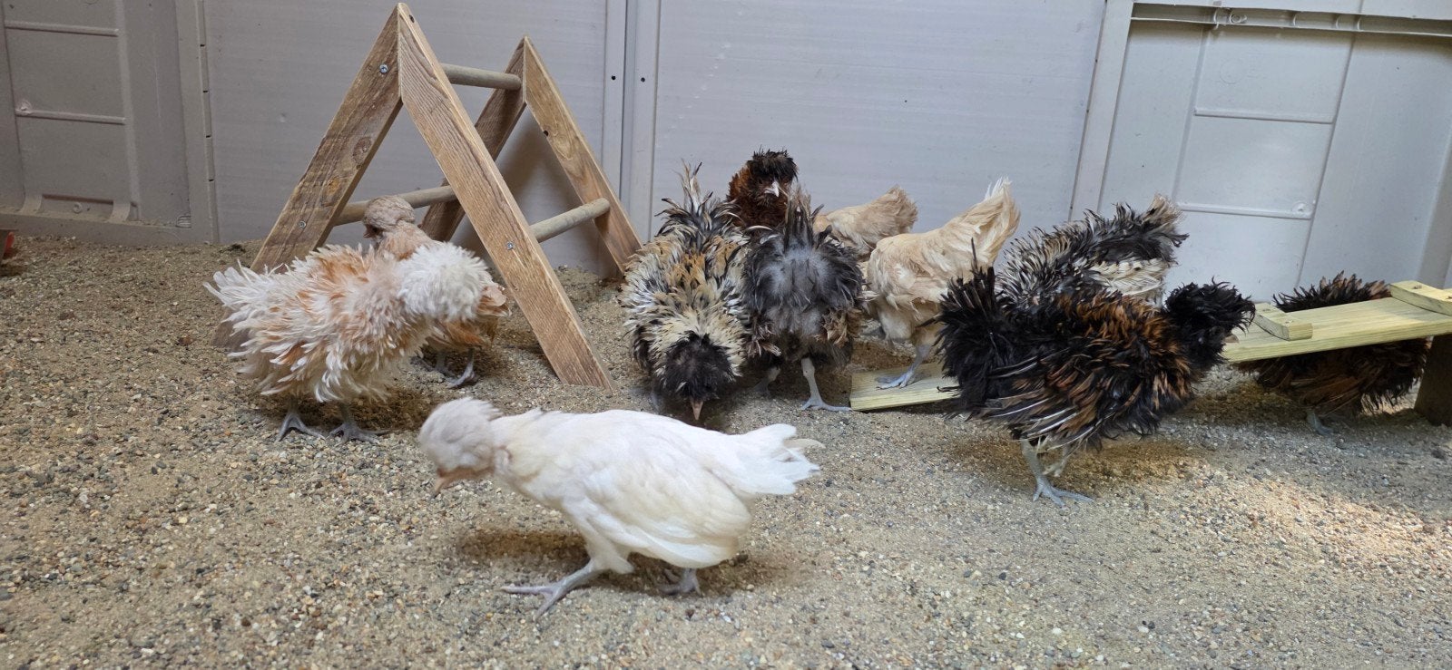 Padua kuikens te koop, Dieren en Toebehoren, Pluimvee, Kip, Meerdere dieren