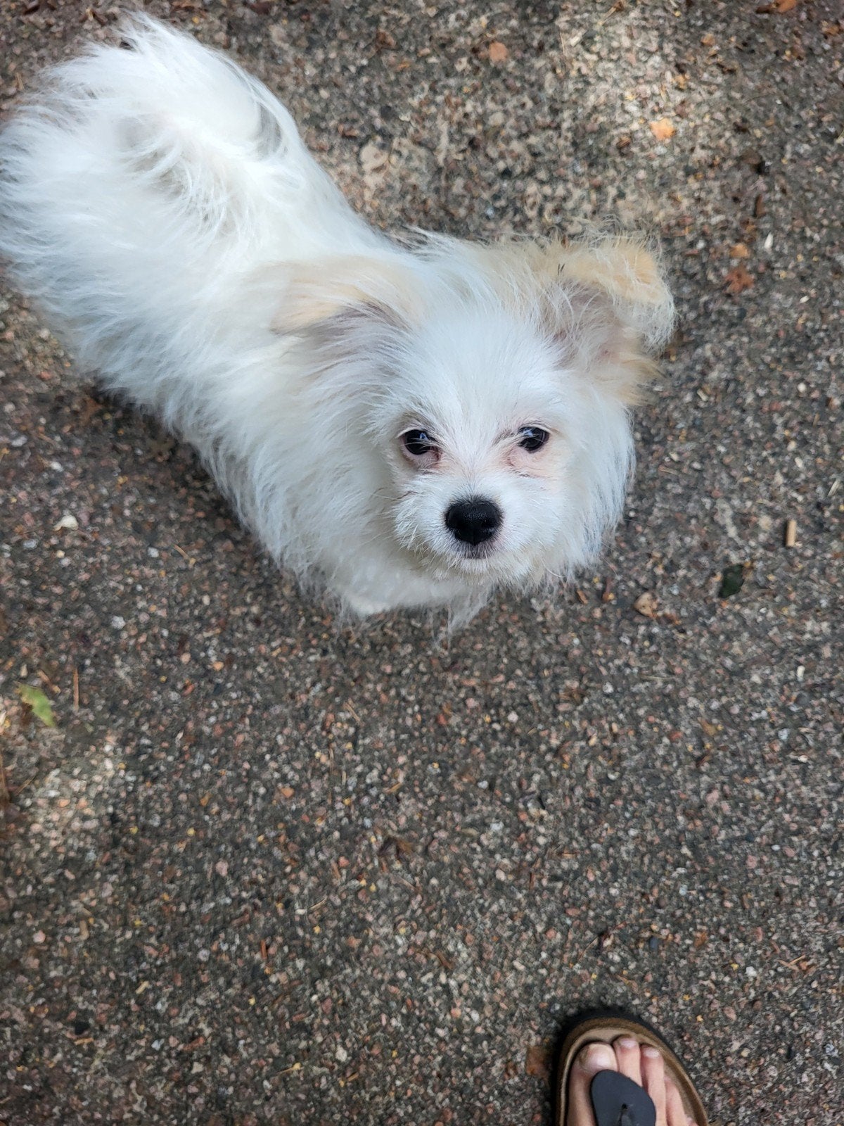1 reutje kruising pomeriaan maltezer 12 weken, Parvo, Reu, 8 tot 15 weken, Eén hond