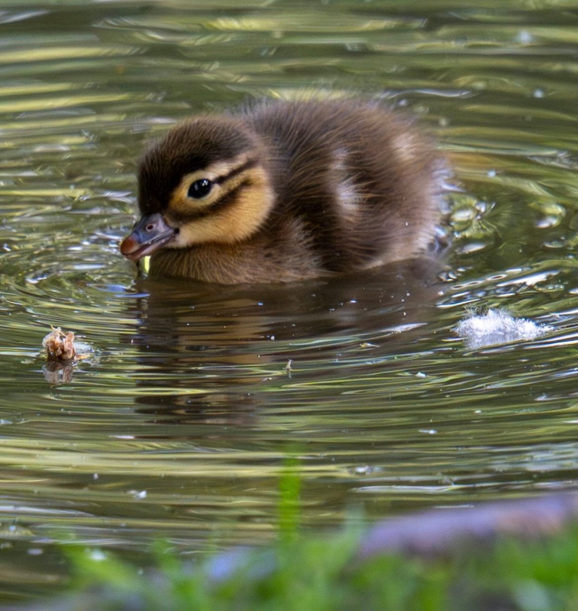 Mandarijneend pulletjes babyeendjes eenden, Dieren en Toebehoren, Pluimvee, Geslacht onbekend, Eend