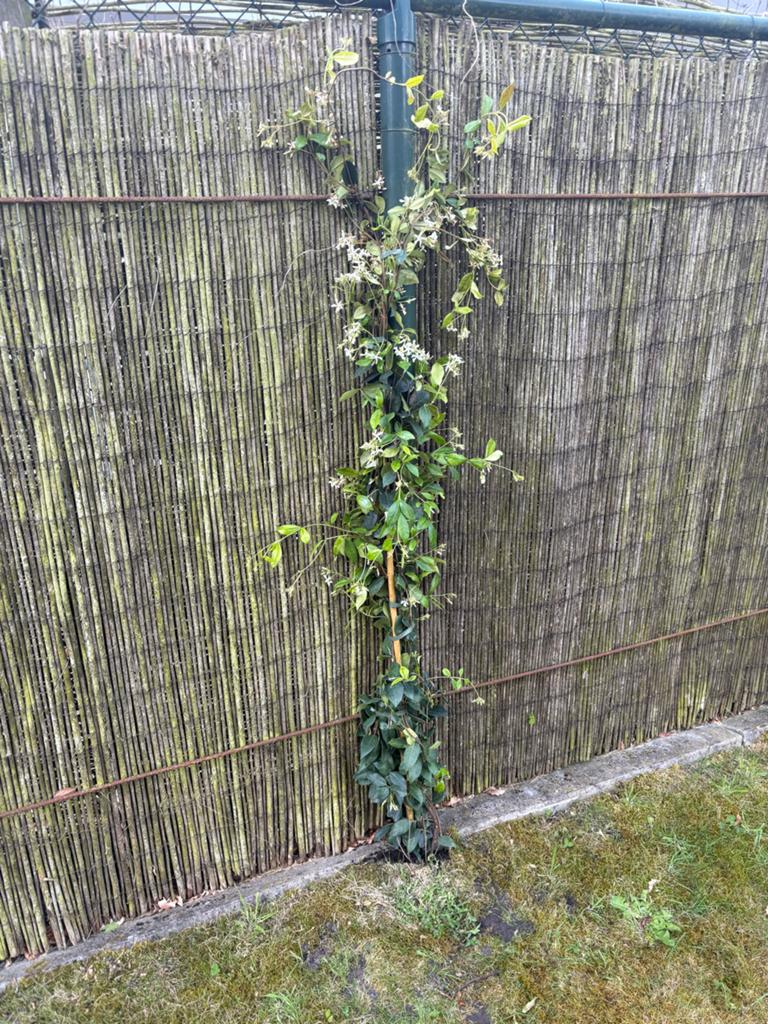 Toscaanse jasmijn 1 stuk Klimplant, Tuin en Terras, Gaas en Draad, Ophalen of Verzenden, Zo goed als nieuw