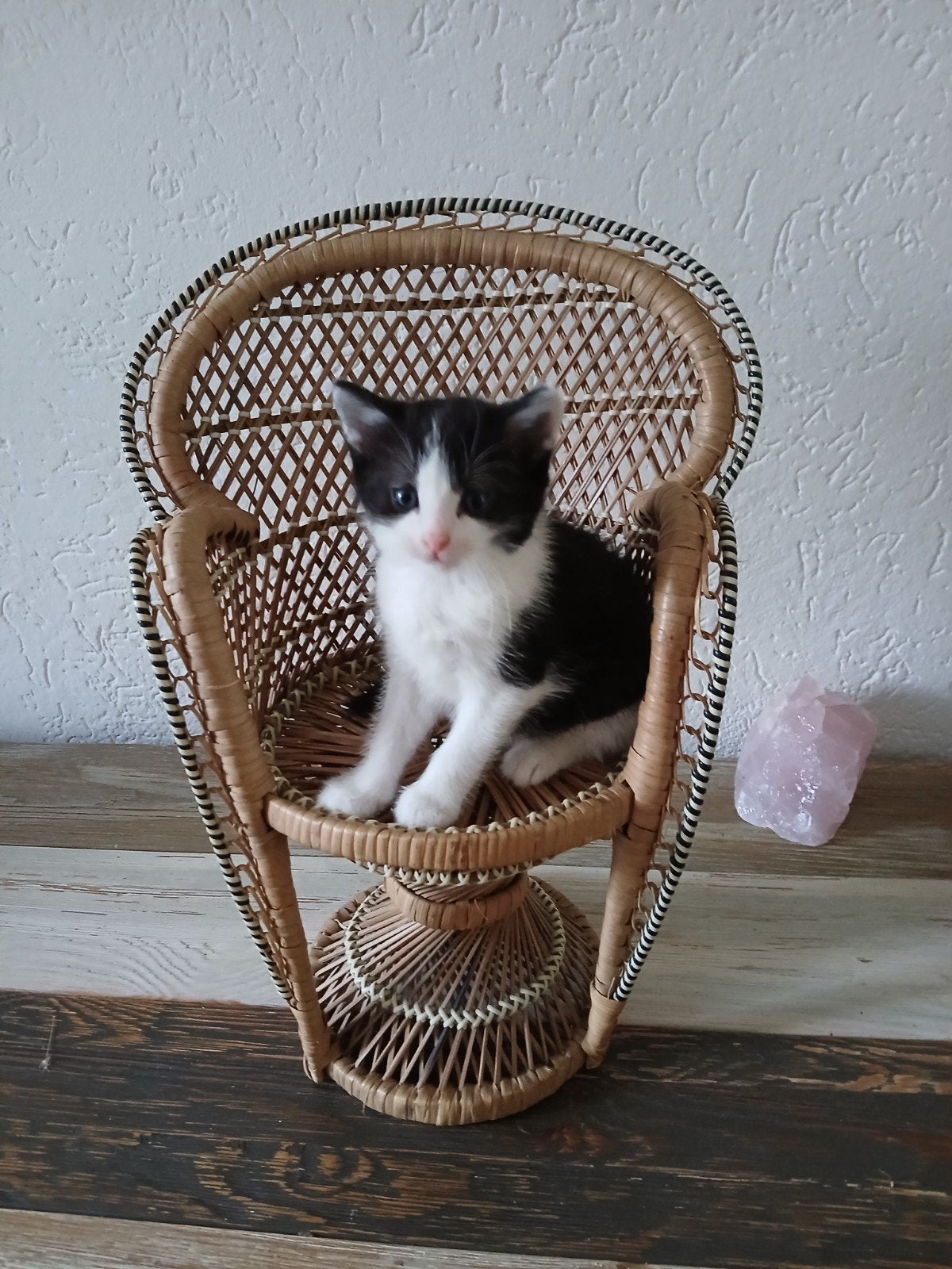 X Noorse boskat kittens, Dieren en Toebehoren, Meerdere dieren, Ontwormd, 0 tot 2 jaar