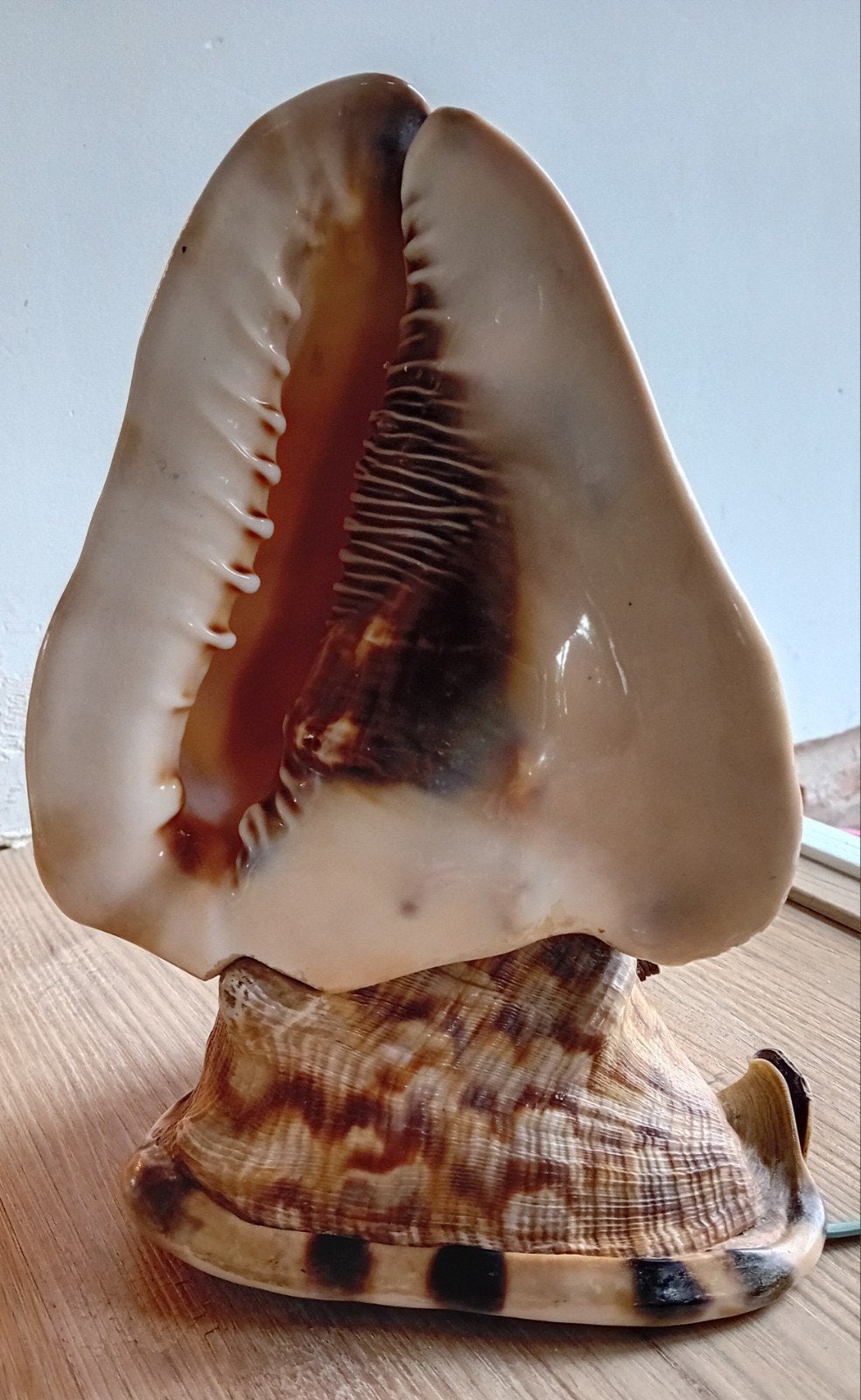 Vintage schelpen lamp uit de jaren '50, Ophalen of Verzenden, Gebruikt