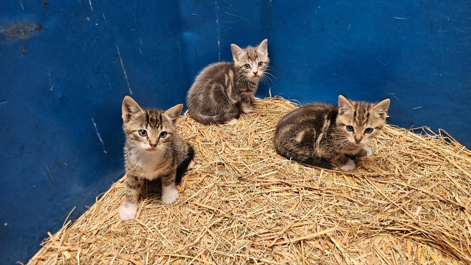 Jonge poesjes, Dieren en Toebehoren, Poes, Ontwormd