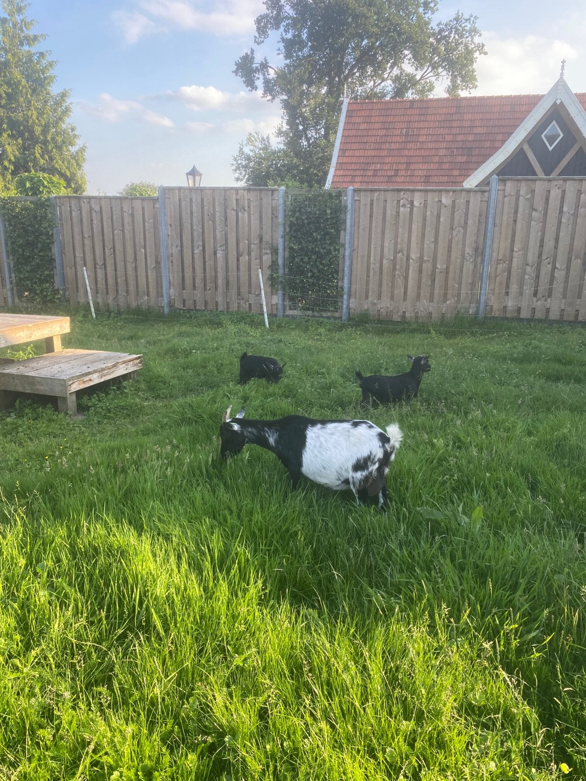Dwerggeit met jong geitje en bokje, Dieren en Toebehoren, Mannelijk, Geit