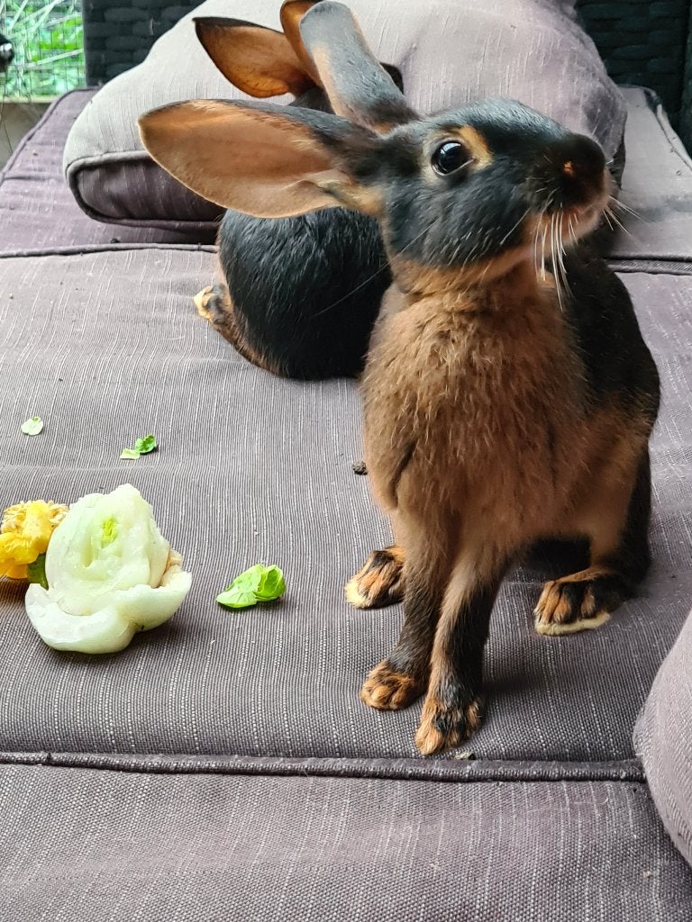 Konijn belgische haas black/tan  1 vrouw 1man, Dieren en Toebehoren, Vrouwelijk, Groot, 0 tot 2 jaar