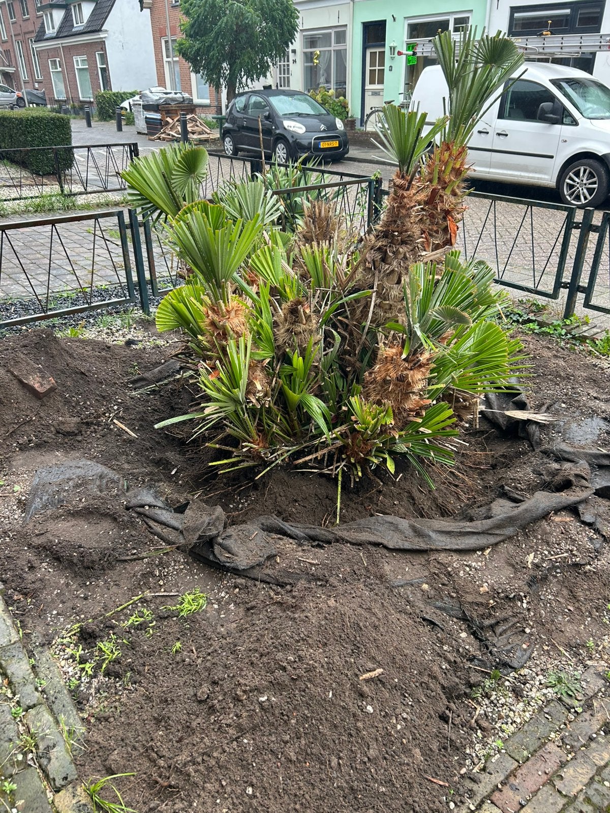 Gratis palmplant, Ophalen, Volle zon, Overige soorten