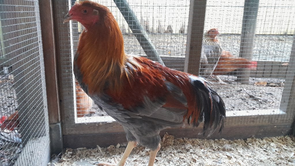 Twentse hoender haan blauwpatrijs, Dieren en Toebehoren, Mannelijk, Kip