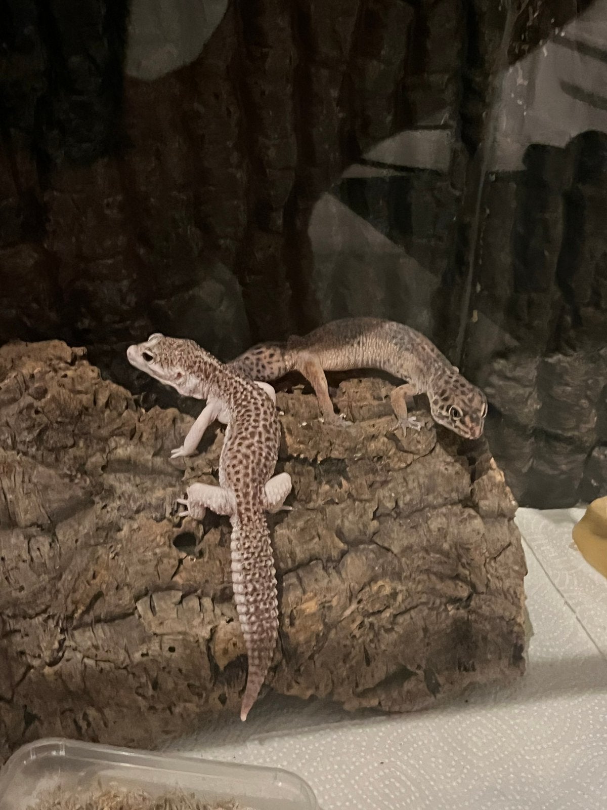 Koppel luipaard gekko’s + compleet terrarium Leopard Gecko photo 3