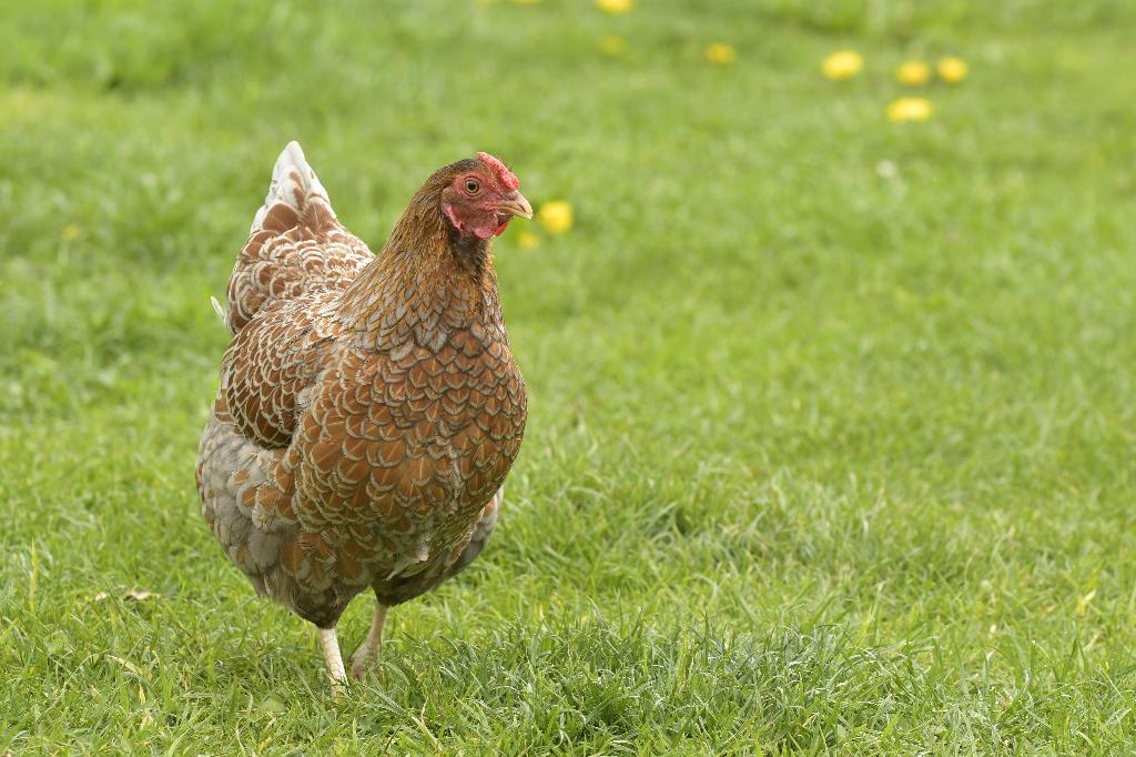 Wyandotte broedeieren, Geslacht onbekend, Kip