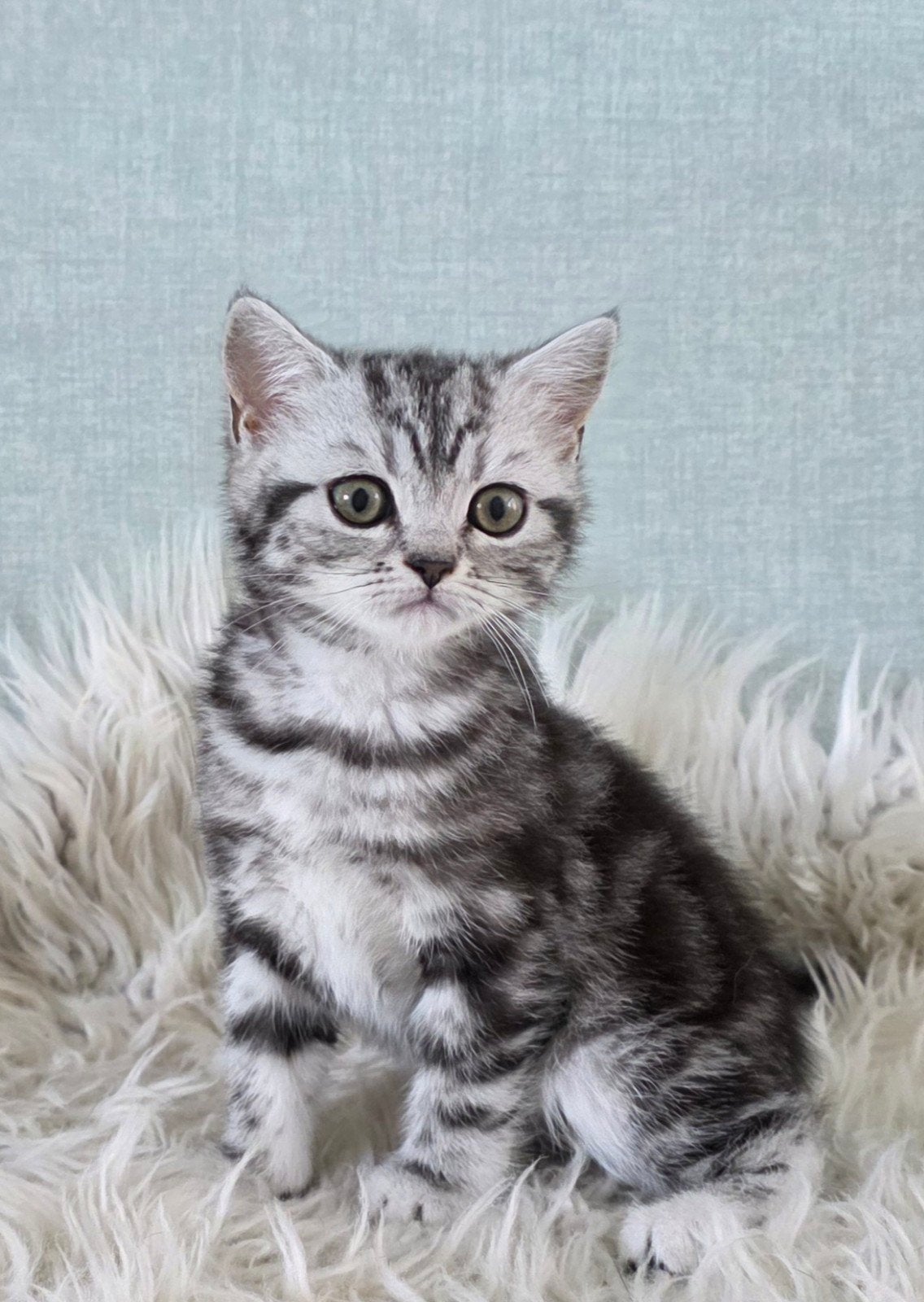 Britse korthaar black silver tabby blotched poesje, Dieren en Toebehoren, Poes, Gechipt, 0 tot 2 jaar