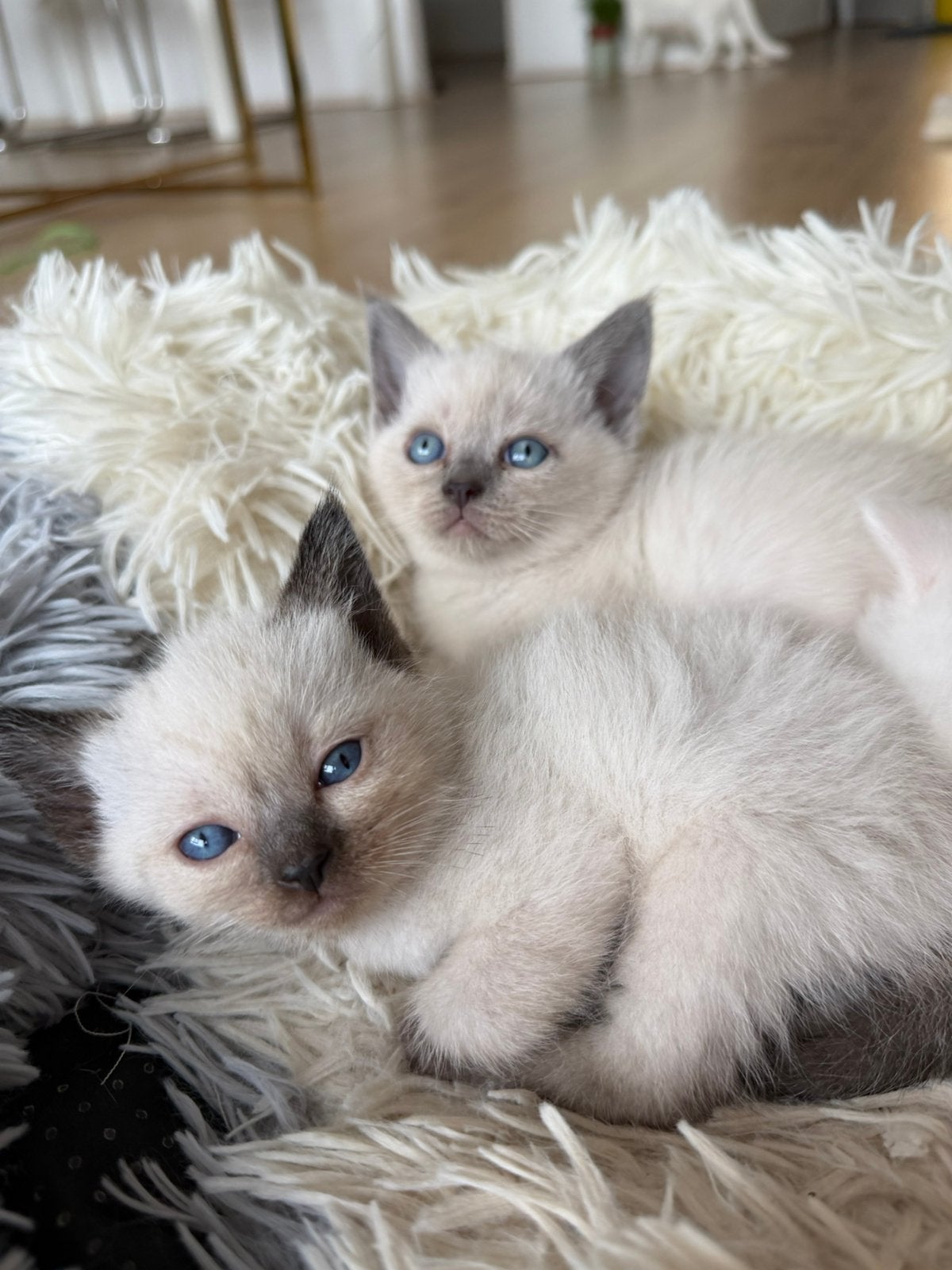 Siamees mix Britsekorthaar kitten 2 poesjes), Dieren en Toebehoren, Poes