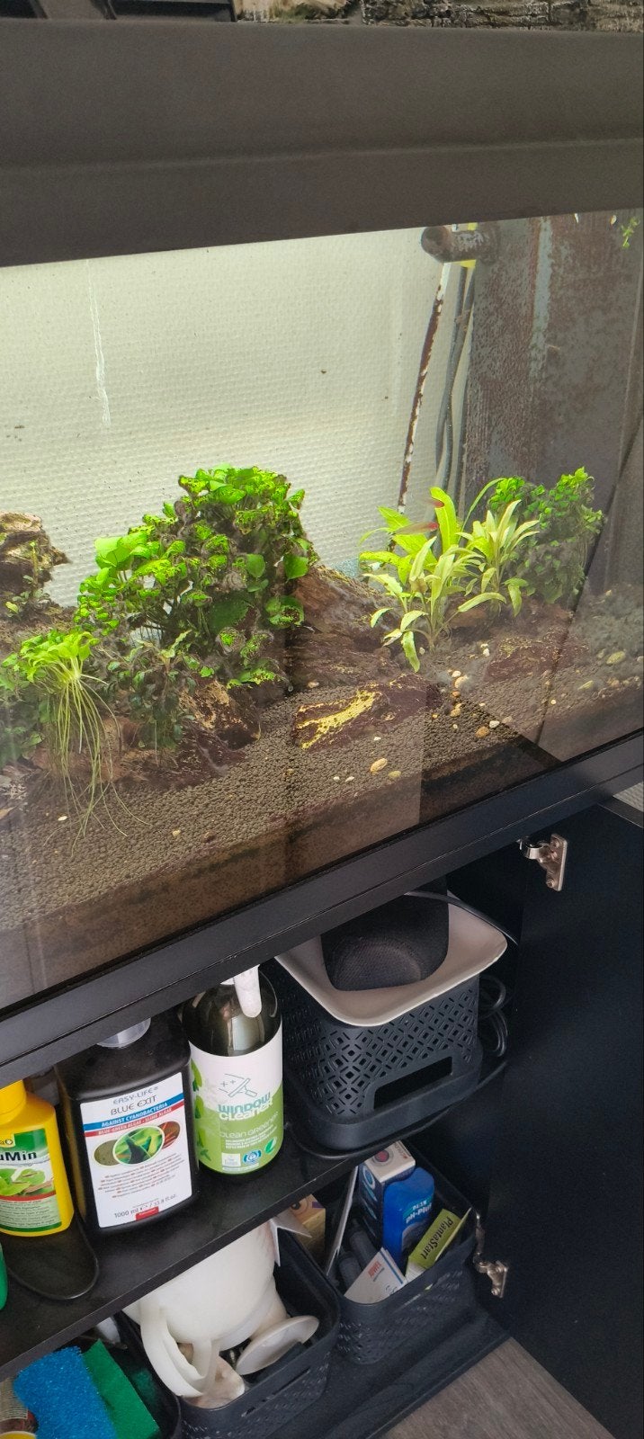 Jewel Aquarium 110 liter met allerlei toebehoren., Ophalen, Zo goed als nieuw, Gevuld zoetwateraquarium