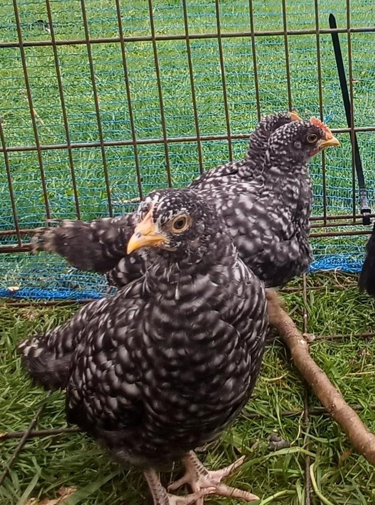 Driebers hoen - robuuste, vriendelijk en sterke erfkippen, Dieren en Toebehoren, Meerdere dieren, Kip