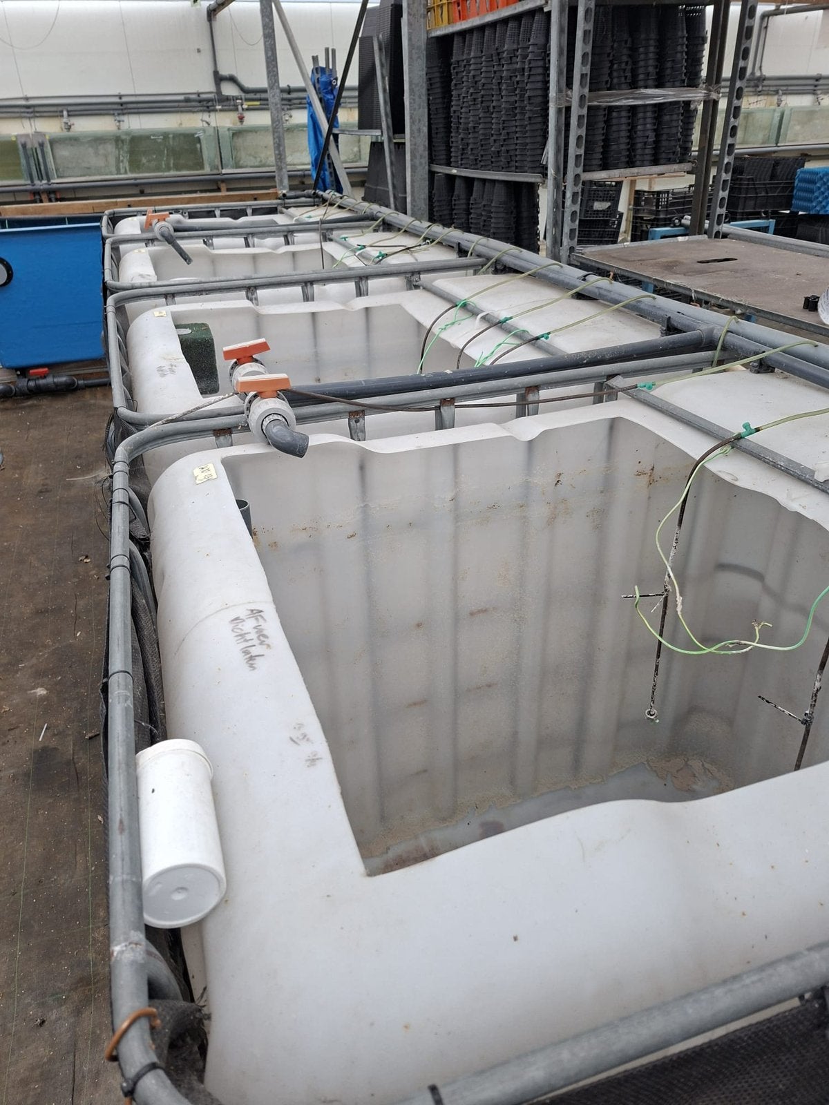 IBC Bakken, Dieren en Toebehoren, Karper of Koi