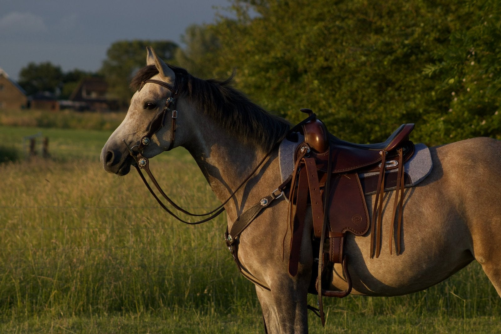 Lieve 4 jarige arabier (mix) te koop, Dieren en Toebehoren, Paarden, Merrie, Recreatiepaard
