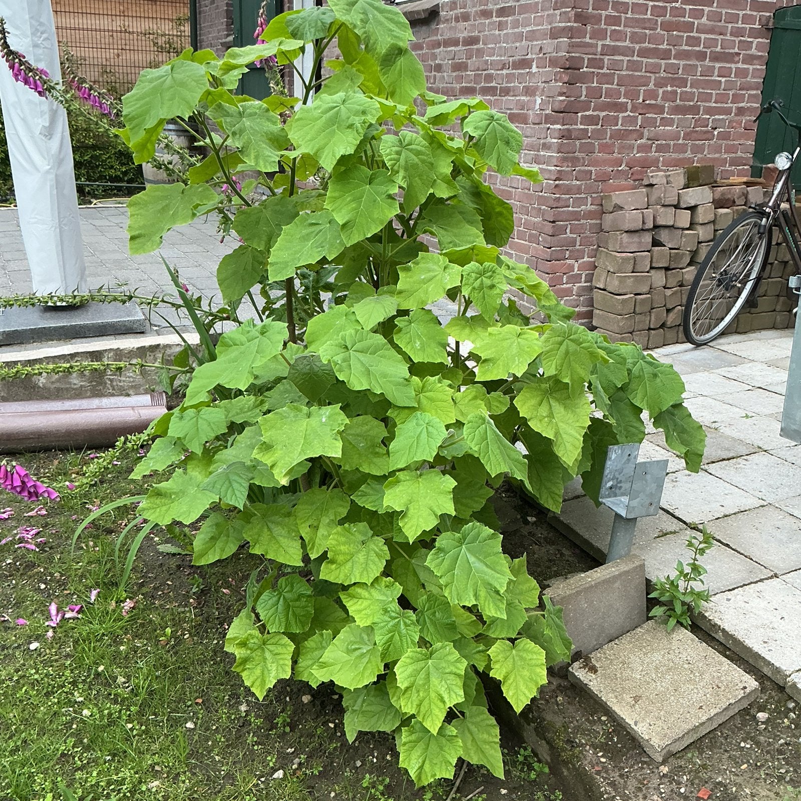 Paulownia Tomentosa, Ophalen, Volle zon, Overige soorten, 100 tot 250 cm