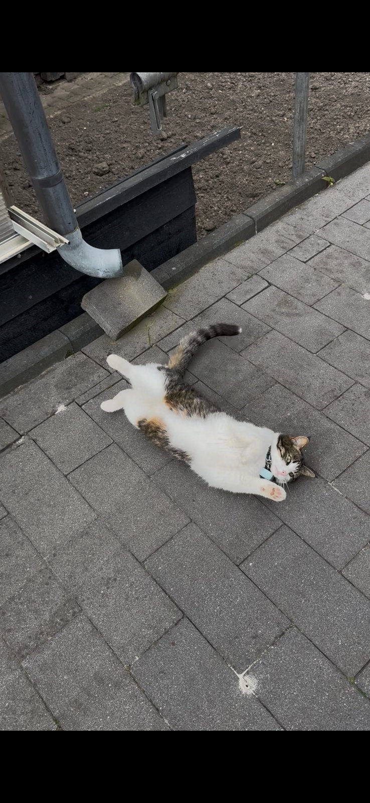 Poes vermist cypers uiterlijk, Vrouwelijk, Overige soorten