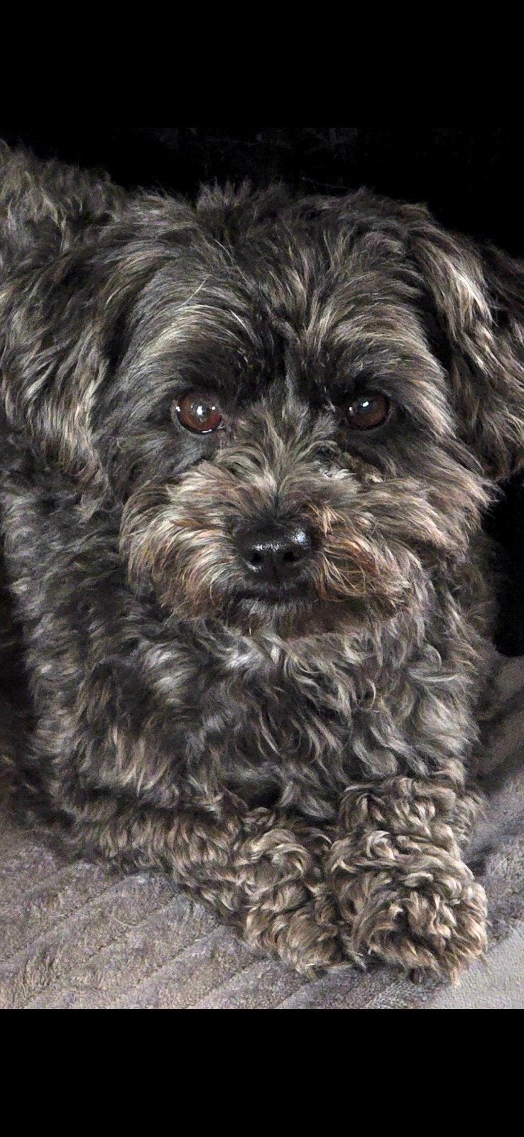Mooie toy poedel x chiuhuahua pups, Dieren en Toebehoren, Poedel, 8 tot 15 weken, Meerdere, Meerdere dieren