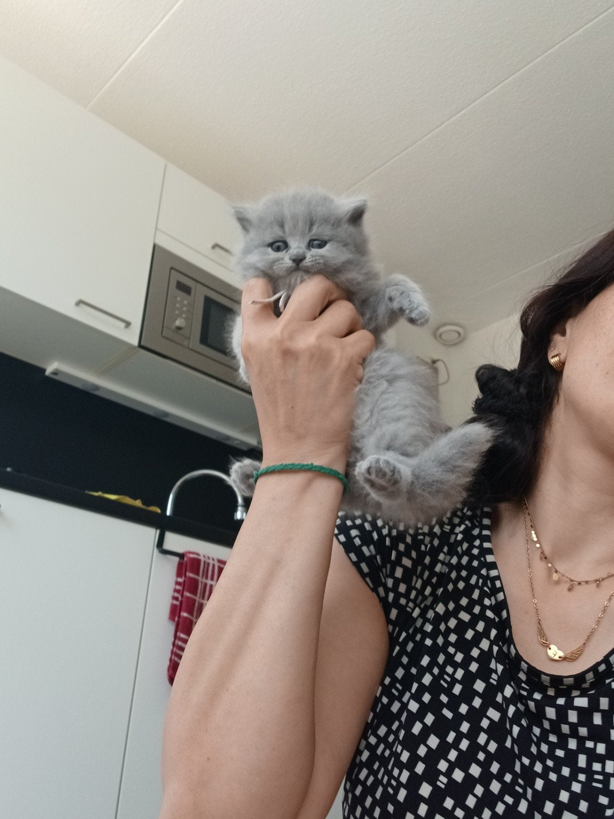 Prachtige Britse Korthaar kittens, Ontwormd, 0 tot 2 jaar