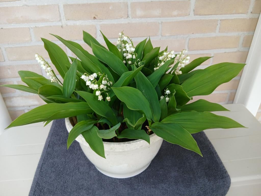 LELIETJES VAN DALEN, Ophalen of Verzenden, Bodembedekkers, Halfschaduw