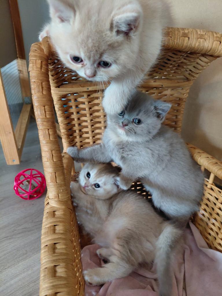 Prachtig nestje raszuivere britse korthaar kittens, Meerdere dieren, Ontwormd