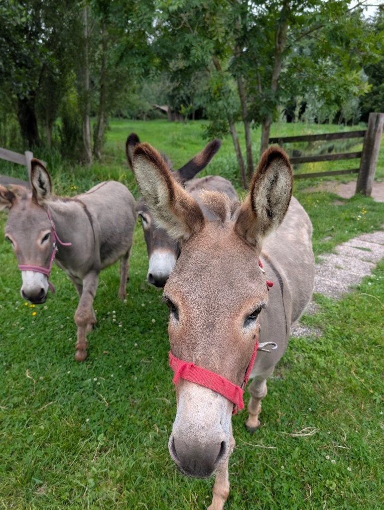 3 lieve ezels, Dieren en Toebehoren, Juni, Meerdere dieren
