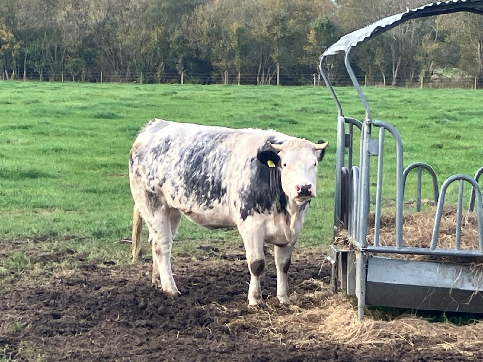 belgisch blauwe runderen, Dieren en Toebehoren, Vrouwelijk